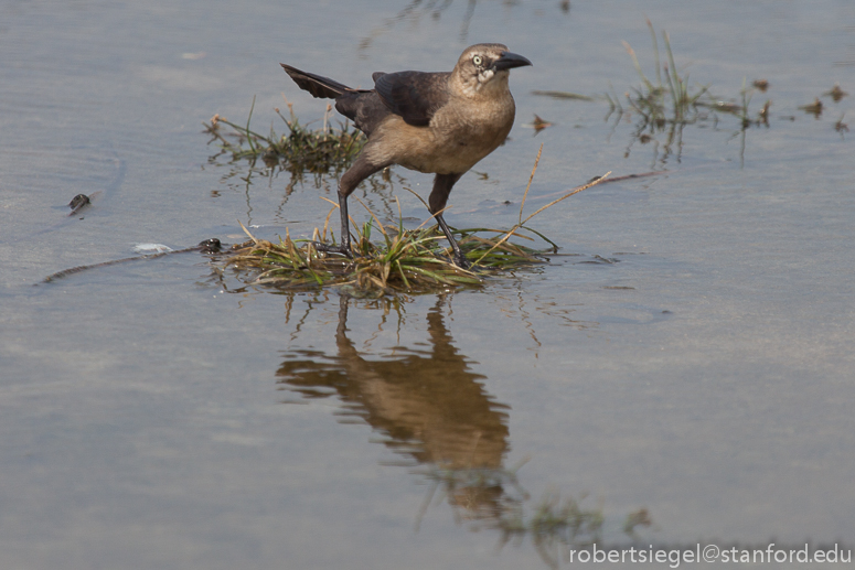 female great-tailed grackle